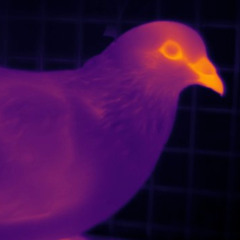 P!GEONZ