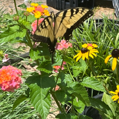 Ecstatic Summer Mix  8/4/2025