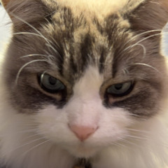 TESTA
