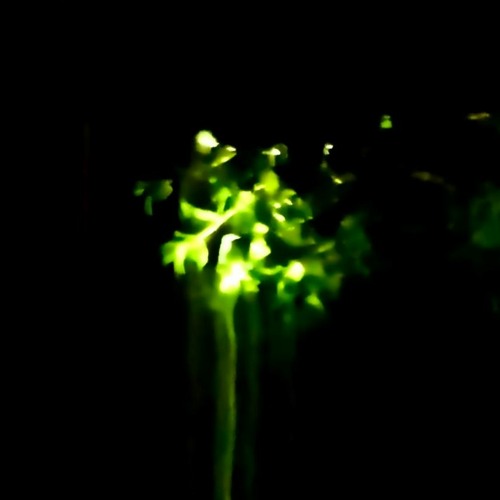 DiSCO DEFECTO IV