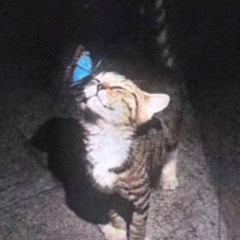 NYAW (Echzy Version)