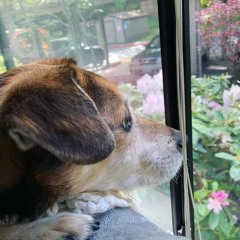 Bowser Dreams of Chasing