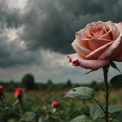 La Plus Rose Du Jardin