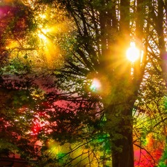 First Light for Novum