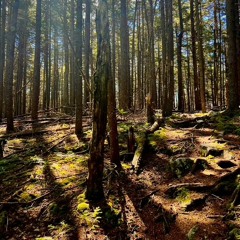 The Night We Met by Lord Huron (Mr. Masterson)