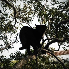 Caprichito (Funk Instrumental)