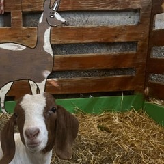 money over all (remix)