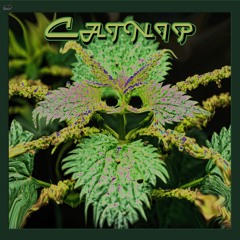 Catnip