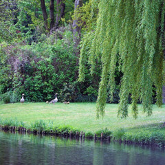 Willows in the Wind