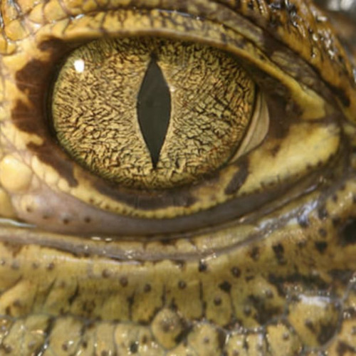Crocodile Tears