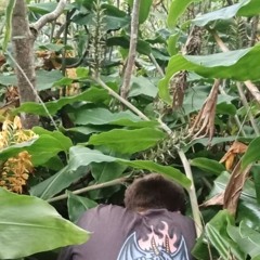 Windy Jungle