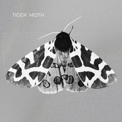 Tiger Moth