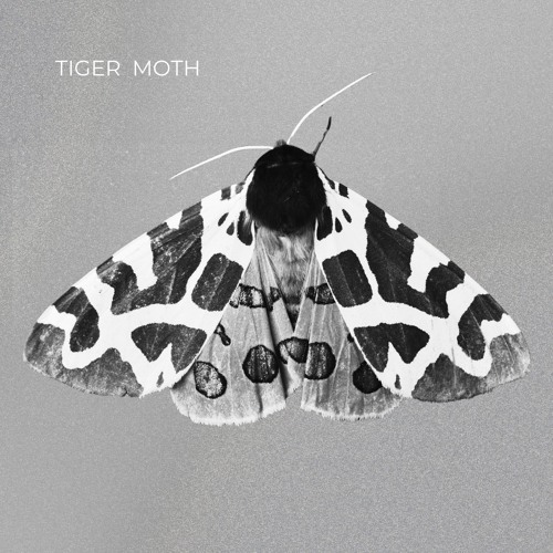 Tiger Moth