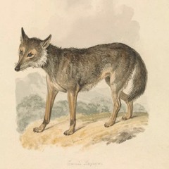 Eurasian Wolf, Wild pack howling in the mountains - Mélia Roger & Grégoire Chauvot
