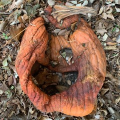 Pumpkin Logic