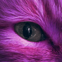 BIRD CATT.wav