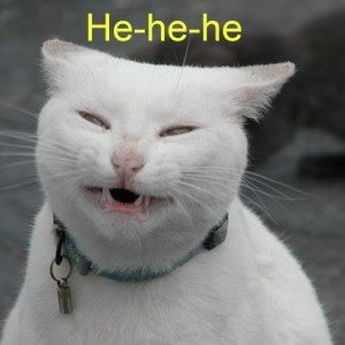 Мем с котом хехе нот хехе