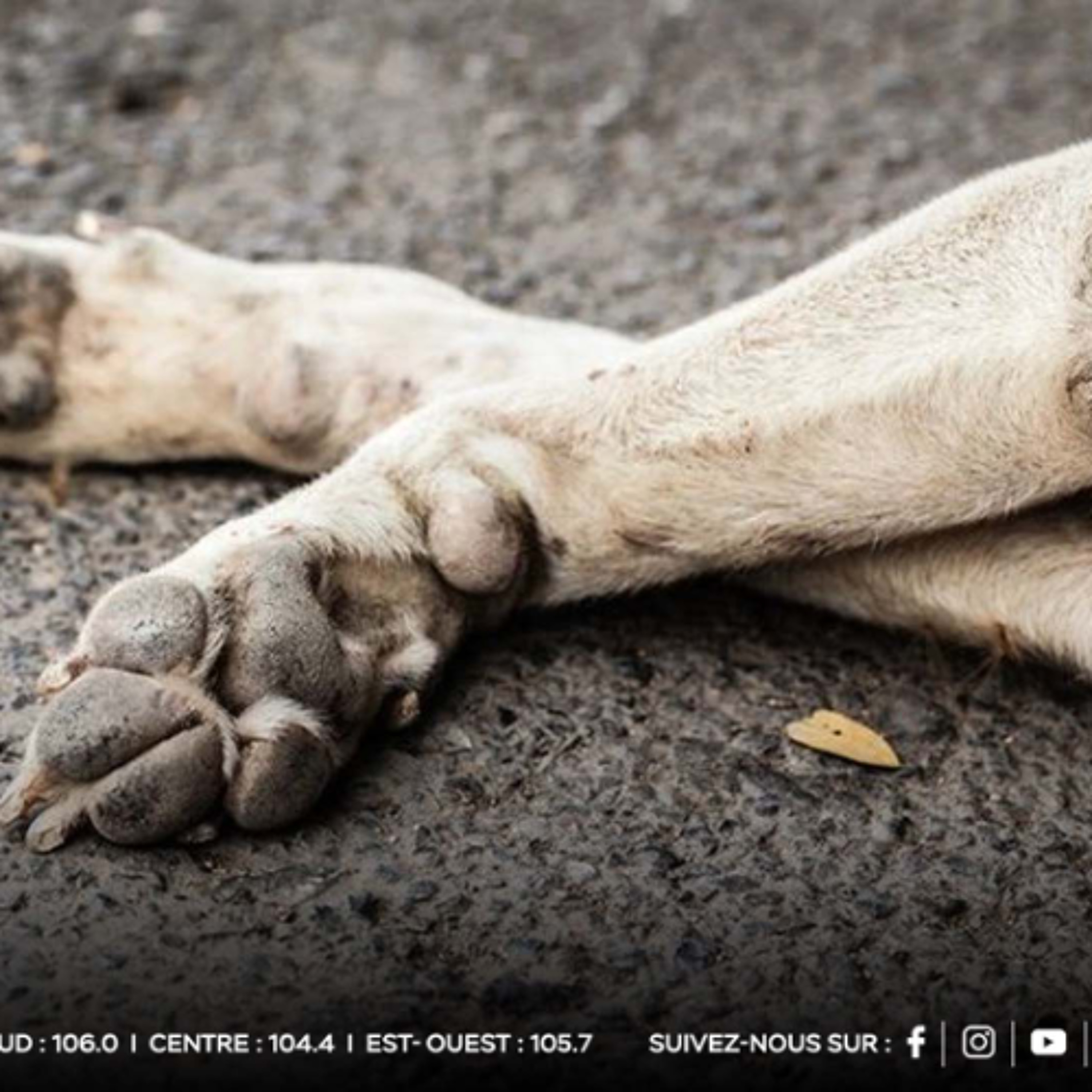 Cas d’empoisonnement : des chiens et des chats retrouvés morts à Coromandel