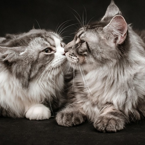 Vì Em Tất Cả - Mỹ Tâm - Playlist Dành Cho Người Chia Ly