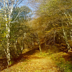 Multiverse - The Tree of Fate