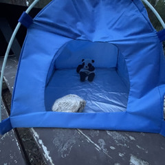 Pandee - pandas can camp too!