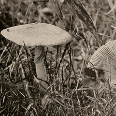 Mushroom Tea (Produced by Metal Horse)