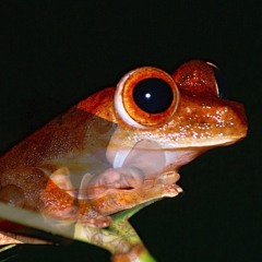Lasch & Kajuku - Naked Frogs (HomeJam)