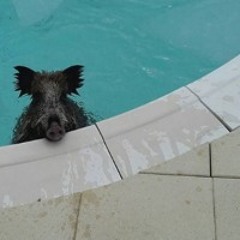 Perilpadre
