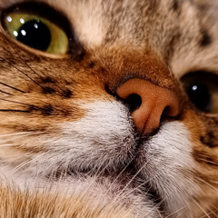 Kitty I'll Be Home Soon