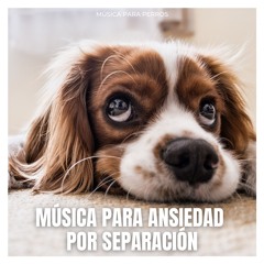 Cancion relajante para perro