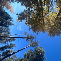 Wasted - William Prince