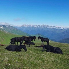 santa crew sports 🐎