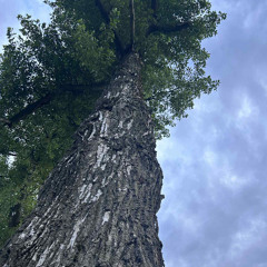 Life Beneath the Poplar