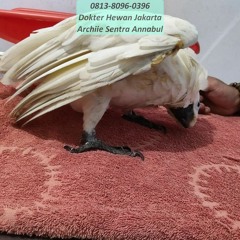 0813-8096-0396 Dokter Hewan Spesialis Burung Jakarta Timur