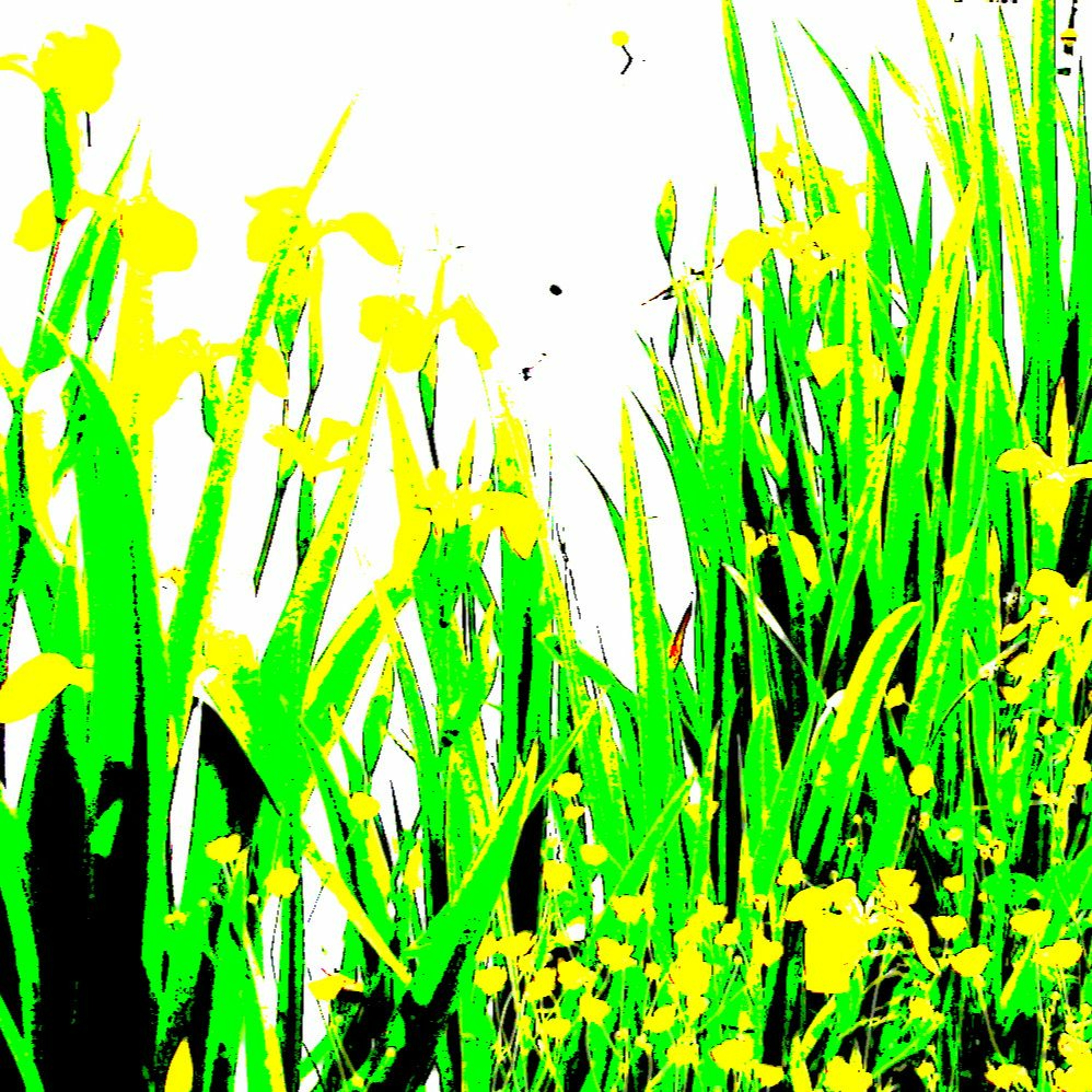 Bank of Yellow (naviarhaiku494) episode artwork