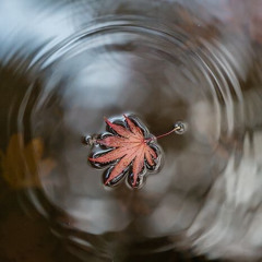 Luisiana- November colors