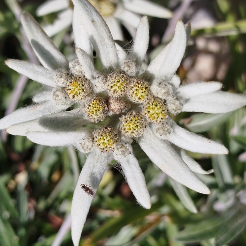 KC La Voix (ft. Kourou Carter)