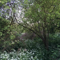 International Dawn Chorus Day 2020 - Walthamstow Marshes