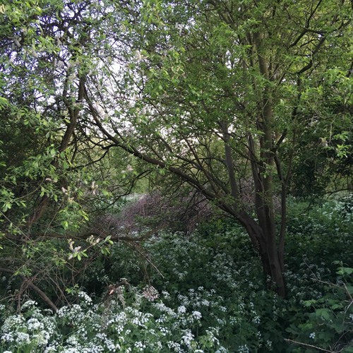 International Dawn Chorus Day 2020 - Walthamstow Marshes