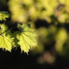 Beethoven: Op.24 'Spring'. III. Scherzo All.molto. Trio. IV. Rondo. Transcr.f.2 pianos.