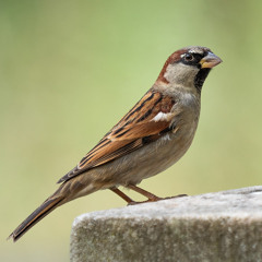 Sparrow - Crispy (Freestyle)