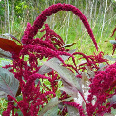 Amaranth