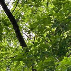 Long Eared Owls in the City Park