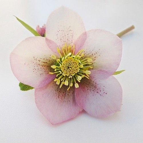 Hellebore (Feat. J)