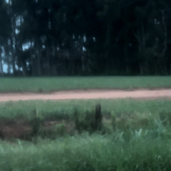 eu não quero perder a chuva (com Bruno Rangel)