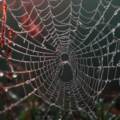 𝗪𝗲𝗯𝗯𝗲𝗱 𝗛𝗼𝗹𝗹𝗼𝘄𝘀 🕸️| 𝗗𝗲𝗲𝗽 𝗚𝗿𝗼𝗼𝘃𝗲 𝗠𝗶𝘅 |𝗘𝗣𝟮| 𝗯𝘆 <𝗣𝗮𝗿𝗸𝗲𝗿𝗿