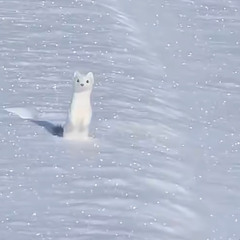 nellstyx - Burn Out (Breaking Down My Walls){+koniacc}