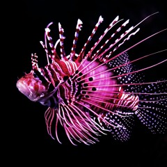 April Discovery 🐠🎧