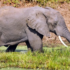 Ruesselfressi (was ist passiert)Remix - Prod. Bytedotexe