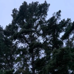Minimal Forest